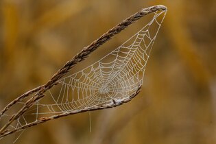 Pourquoi faire appel à une agence web dans le Bas-Rhin ?